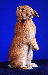 It's a rabbit