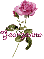 pink rose georganne