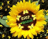 Good Morning Sunflower