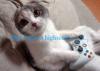 Kitty Playing Xbox