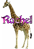 rachel giraffe