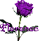 purple rose florence