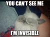 invisble Kitty
