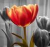 tulips :D
