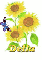 delia sun flower