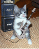 cat, guitar