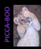 lion playing picca-boo