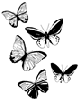 butterfly - motyl