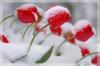 tulips snow