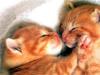 KISSING KITTENS