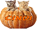 Cats in a Pumpkin - Cindi