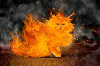 Fiery cat.