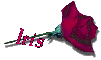 Red Rose - Iris