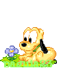 Puppy Pluto and flower