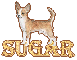 Chihuahua - Sugar