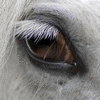 blinking horse avatar