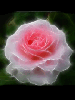 fragrant pink rose