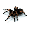 tarantula avatar