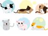 assorted cats