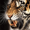 growling tiger avatar