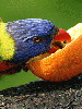 parrot eating an orange