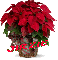 Christmas Flower - Jirzie