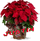 Christmas Flower - Justin