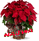 Christmas Flower - Najwa