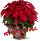 Christmas Flower - Krystal