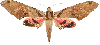 moth, moths