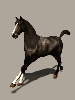 galloping horse