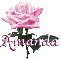 pink rose amanda