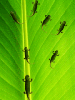 lizards on a leaf