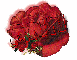 red rose -- Ann