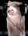 DJ Piggy