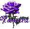 purple rose yamini