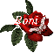 Butterfly Red Rose - Roni