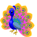 rainbow peacock`