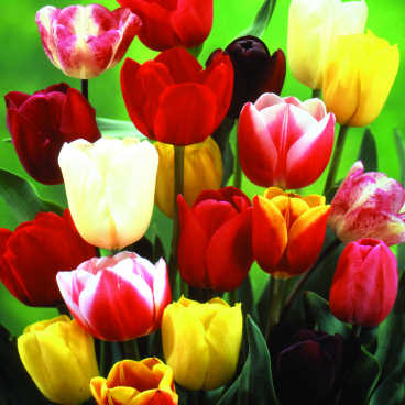 Bulbs in Bloom