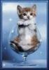 Kitty in a glass