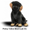 yellow/black lab mix