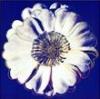 Warhol Flower Photo