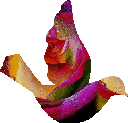 Rainbow Dove