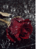 Rose in the Rain <3