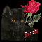Black Cat and Red Rose {Judi}