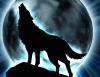 Wolf Howling At Full Moon