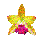 orquidea fa