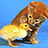 cat with duck