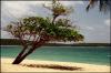 Sun-bay-beach-vieques-leaning-tree