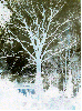 tree (photography - reversed)